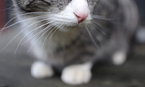 从蒙特卡洛的滑铁卢到都灵的淬火，鲁德如何在四天内破译逆转密码？