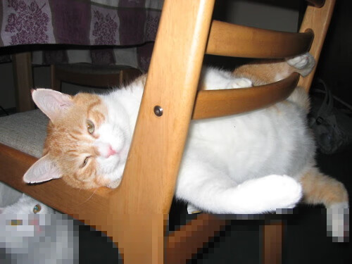 跨界碾压，神秘福建队打爆雄鹿，塔图姆率残阵上演奇幻篮球夜