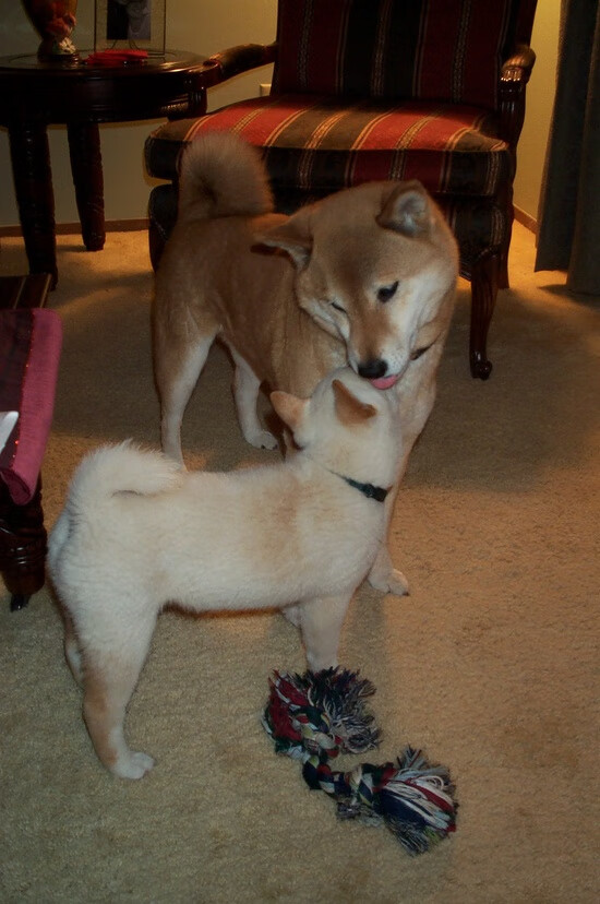 爱游戏官网-唯一主角，当美网碾压成常态，兹维列夫用总决赛王座定义统治