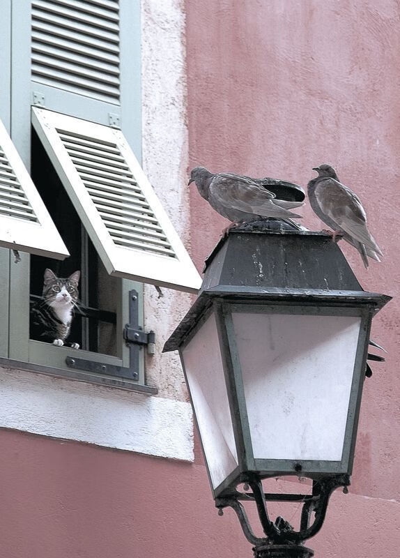 爱游戏在线-鏖战红牛，黑马索伯的逆袭与汉密尔顿的致命一击