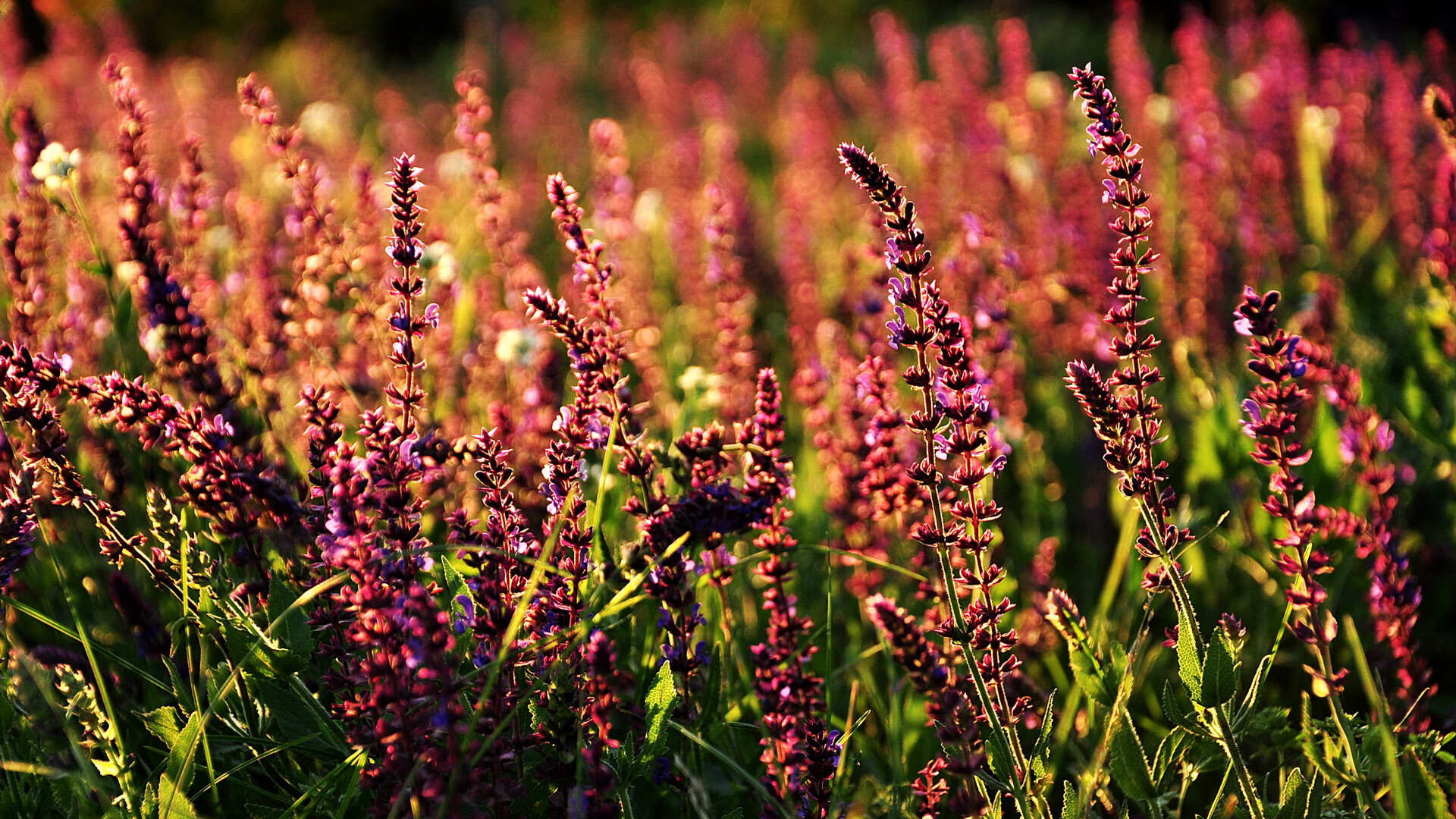 跨联盟奇迹，上海队惊天翻盘国王，莫兰特火热状态主宰赛场