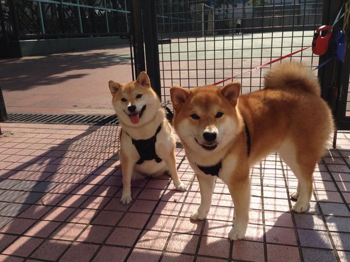 逆转之夜,德国翻盘法国,穆勒十七球刷新历史纪录