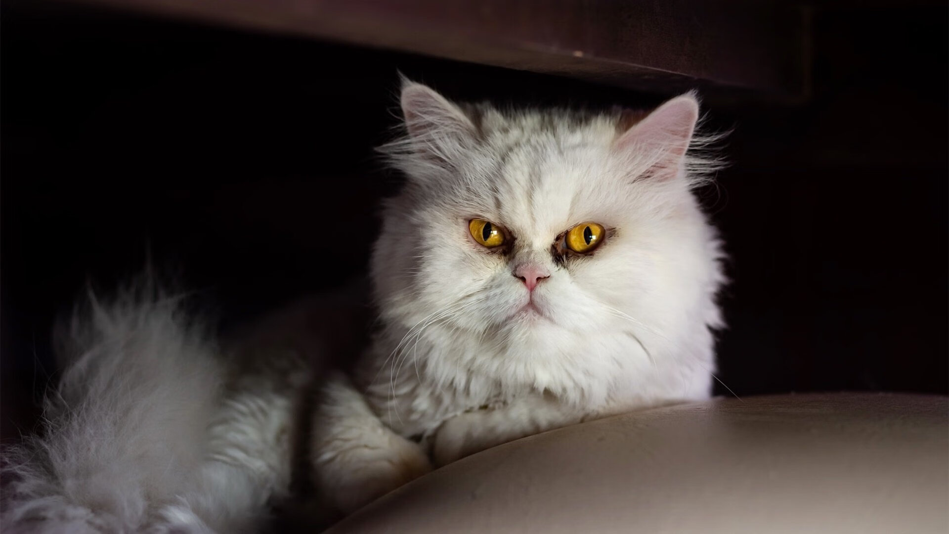 同一时间，两个世界，一种主宰，杰伦·格林与掘金队的唯一性证明