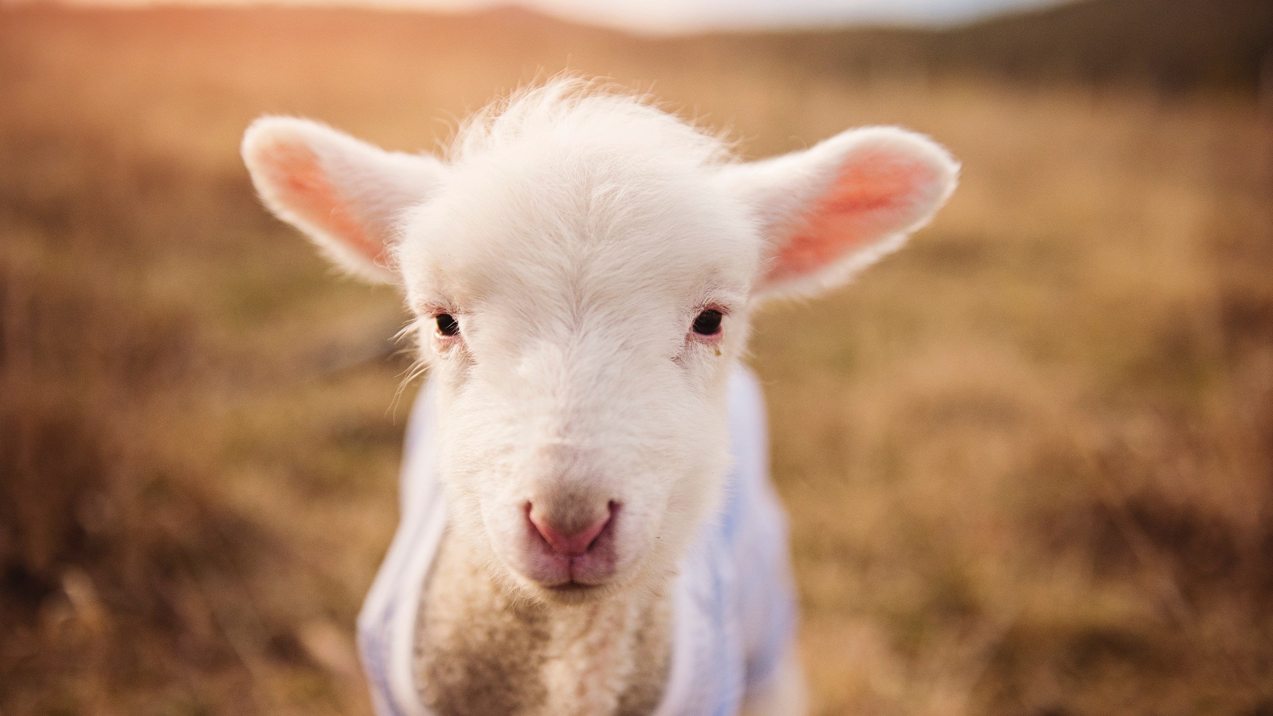 伦纳德末节封喉破心魔，步行者铁血防守绞杀独行侠
