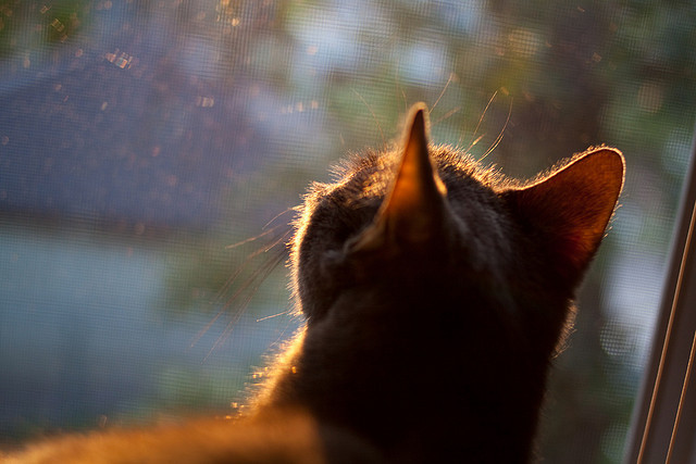 约基奇彻底凿穿森林狼防线 篮网末节风暴强势带走胜利