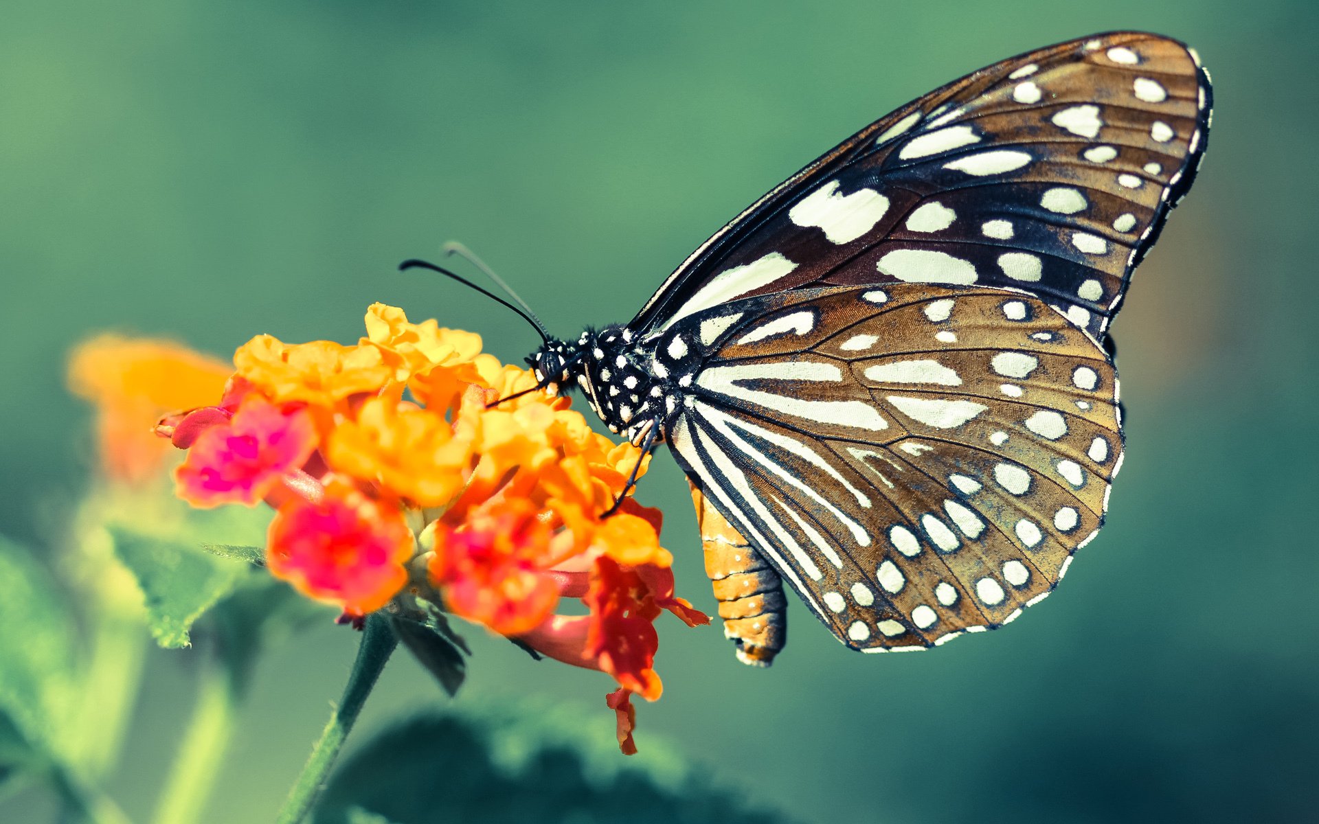 利拉德之夜,当单节37分的太阳,照亮了个人英雄主义的永恒光芒