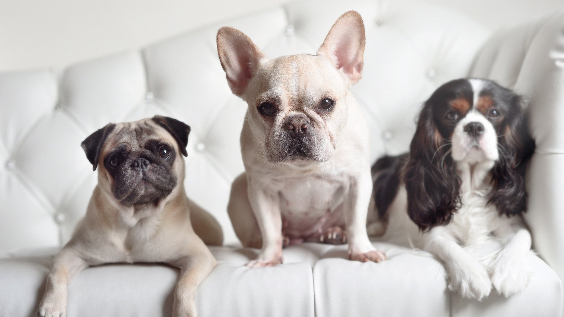 爱游戏官网-加克波，撕裂红魔与红魔的孤独催化剂