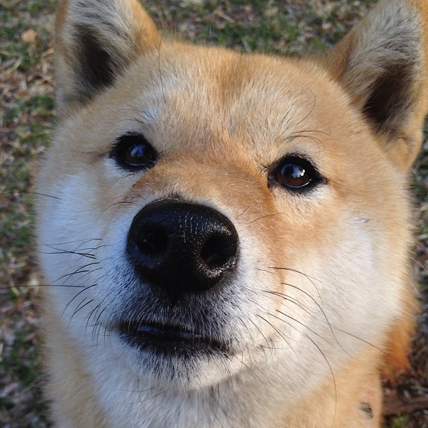 达拉斯之矛与亚特兰大之盾,一场提前上演的东决抢七