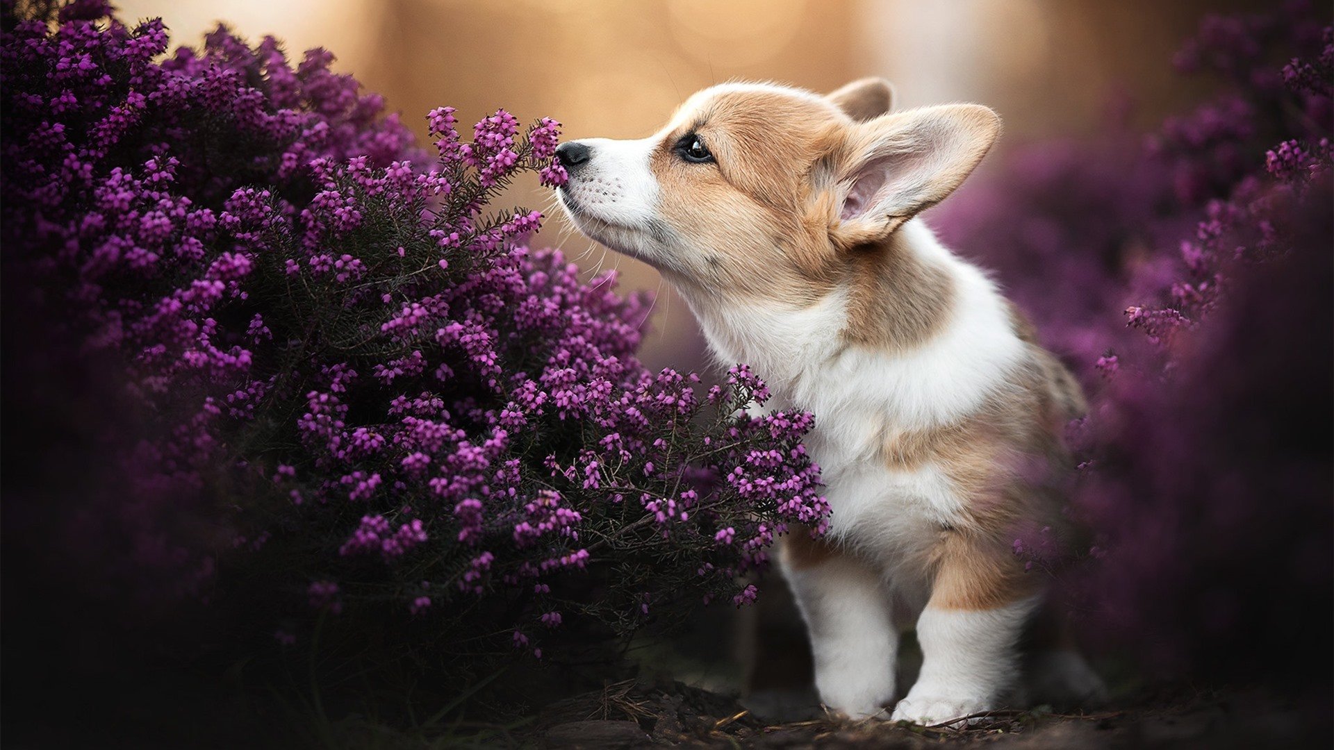 爱游戏入口-闪电撕裂戈壁，爱德华兹的38分钟狂想曲