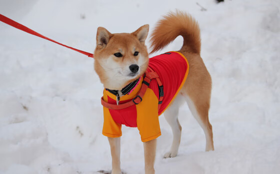 爱游戏大厅-独苗与冰封的传奇，西决生死战之夜，李刚仁的18.2秒永恒