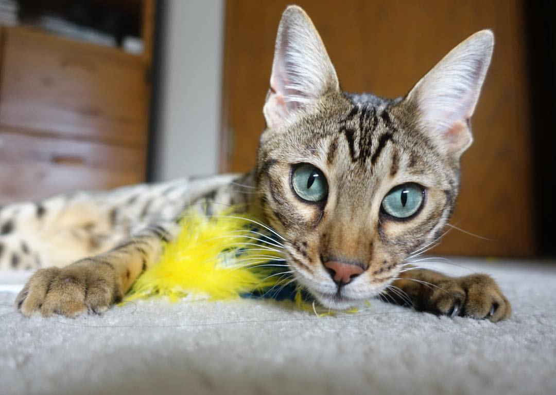 第四节指挥家,布伦森接管尼克斯的命运交响曲