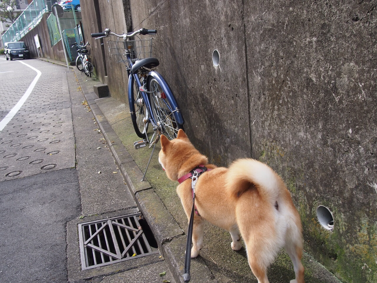 双面阿尔瓦雷斯，一个名字，两场胜负手，威尔士与阿根廷的隔空交响