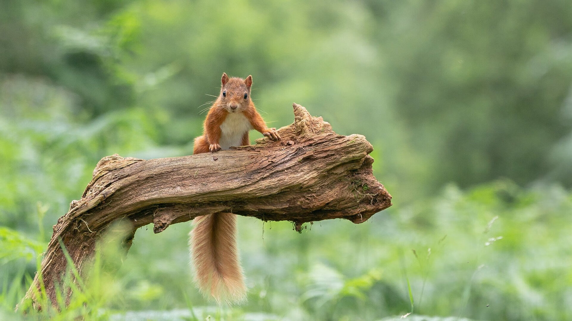 爱游戏官方-卡瓦哈尔爆发，挪威黑马血拼国际米兰，欧冠之夜再现逆袭奇迹