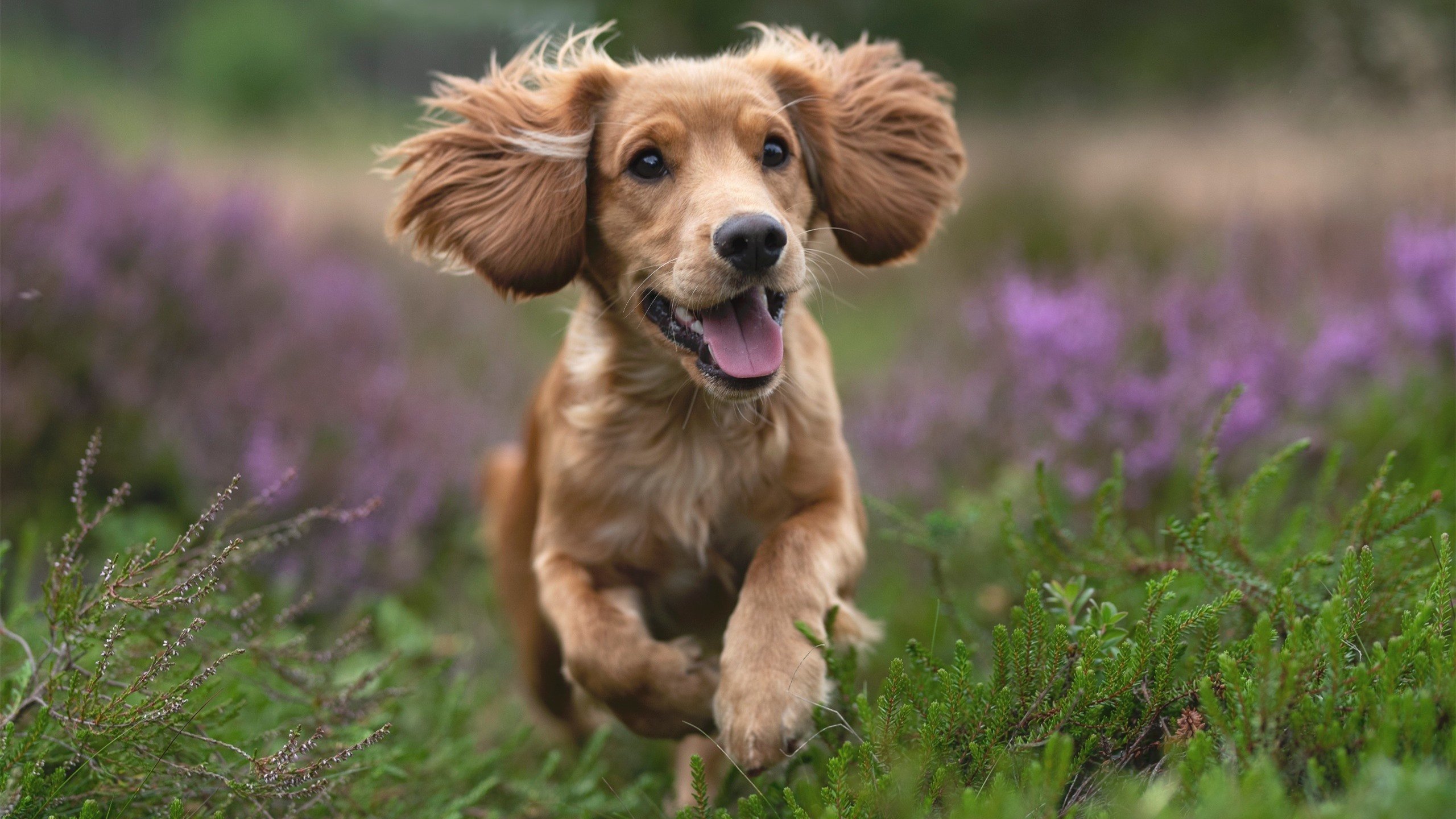 绿茵双城记,巨星闪耀与铁血团队的现代足球启示